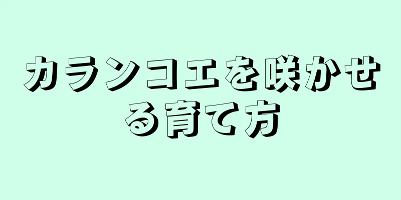 カランコエを咲かせる育て方
