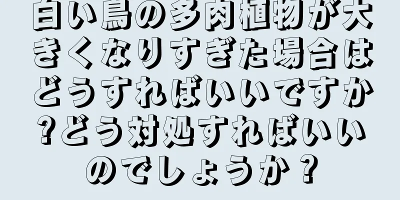 白い鳥の多肉植物が大きくなりすぎた場合はどうすればいいですか?どう対処すればいいのでしょうか？