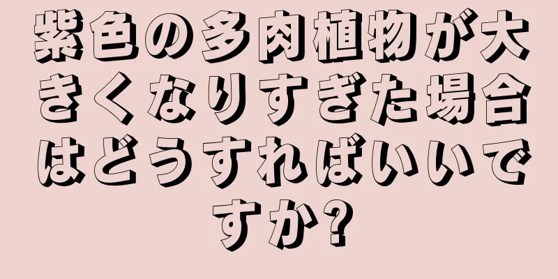 紫色の多肉植物が大きくなりすぎた場合はどうすればいいですか?