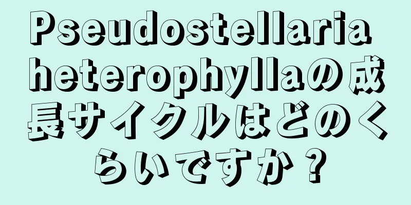 Pseudostellaria heterophyllaの成長サイクルはどのくらいですか？