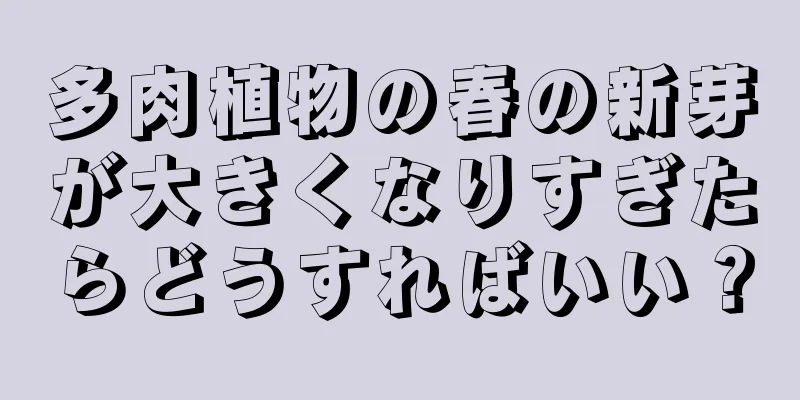 多肉植物の春の新芽が大きくなりすぎたらどうすればいい？
