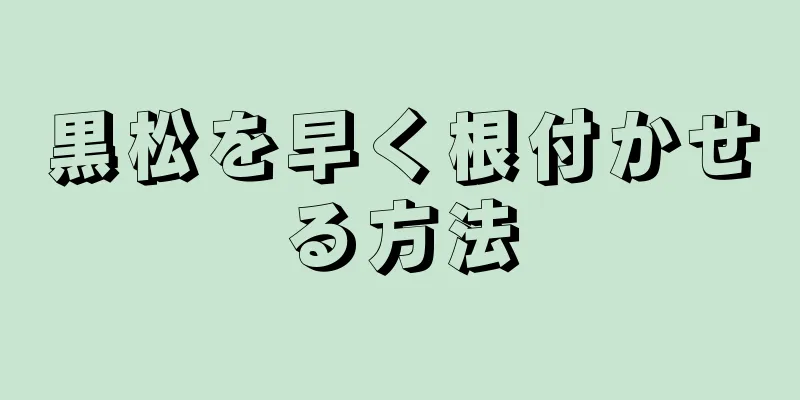 黒松を早く根付かせる方法