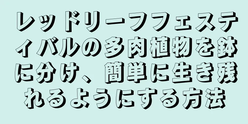 レッドリーフフェスティバルの多肉植物を鉢に分け、簡単に生き残れるようにする方法