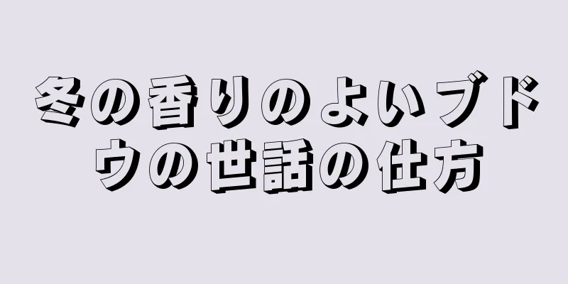 冬の香りのよいブドウの世話の仕方