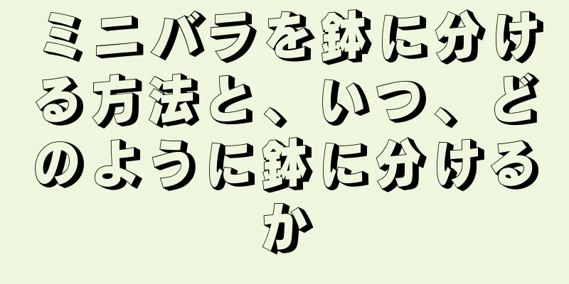 ミニバラを鉢に分ける方法と、いつ、どのように鉢に分けるか