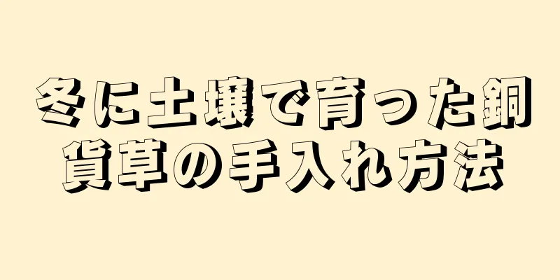 冬に土壌で育った銅貨草の手入れ方法