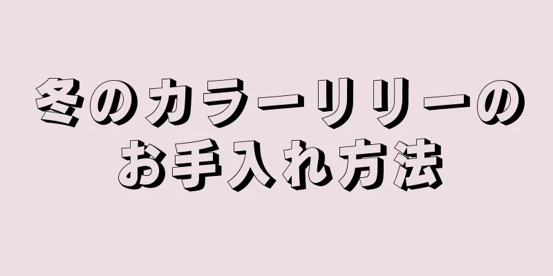 冬のカラーリリーのお手入れ方法