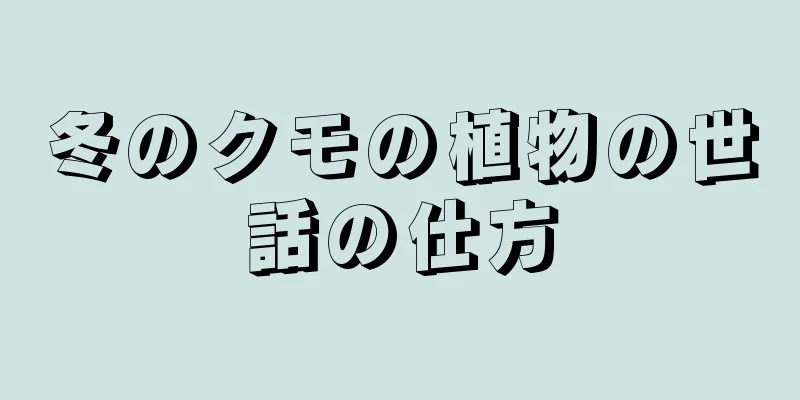 冬のクモの植物の世話の仕方
