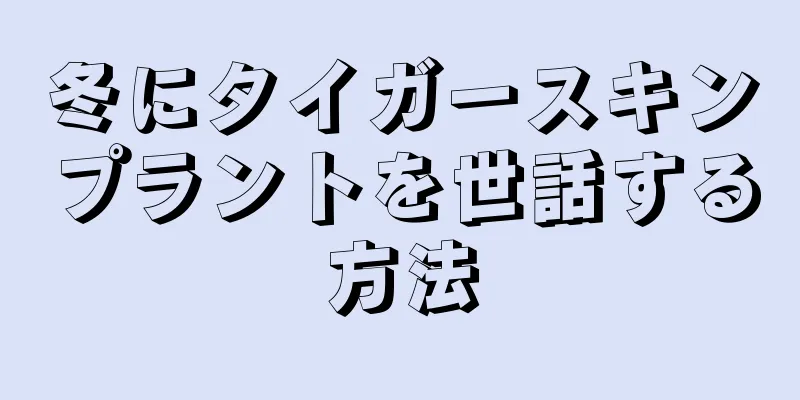 冬にタイガースキンプラントを世話する方法