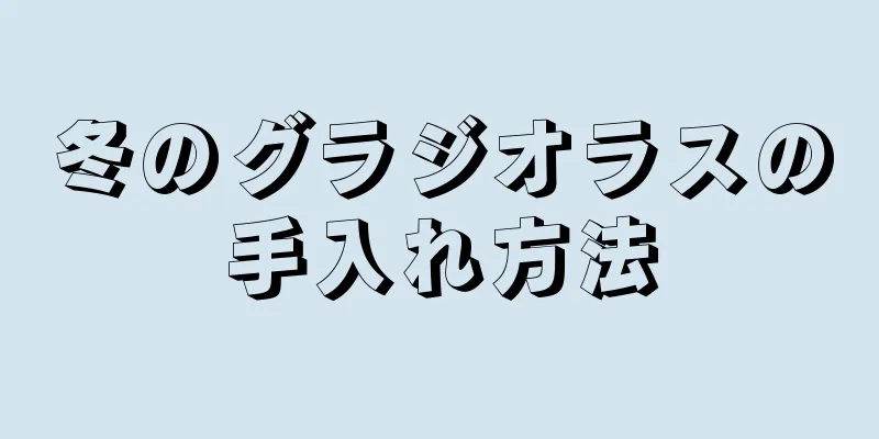 冬のグラジオラスの手入れ方法