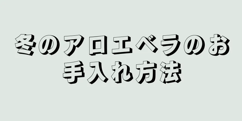 冬のアロエベラのお手入れ方法