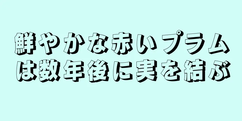 鮮やかな赤いプラムは数年後に実を結ぶ