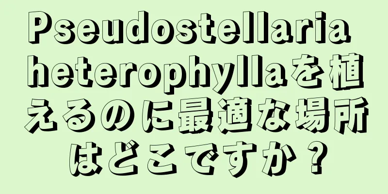 Pseudostellaria heterophyllaを植えるのに最適な場所はどこですか？