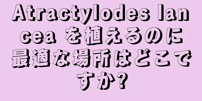 Atractylodes lancea を植えるのに最適な場所はどこですか?