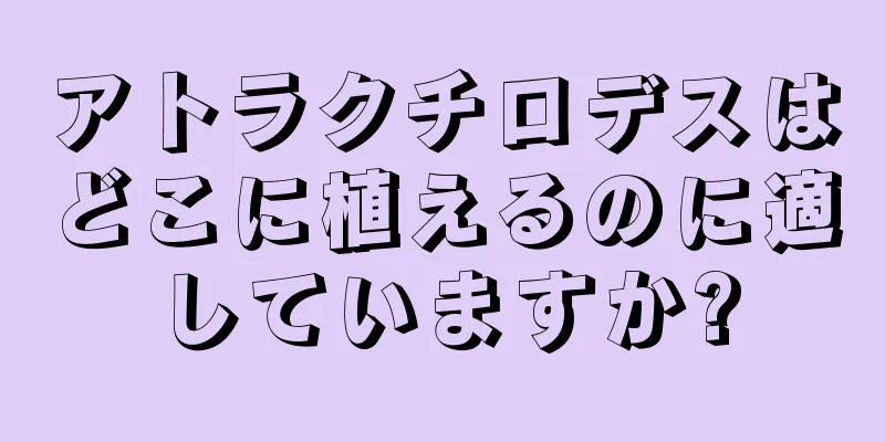 アトラクチロデスはどこに植えるのに適していますか?