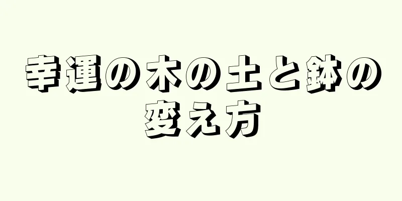 幸運の木の土と鉢の変え方