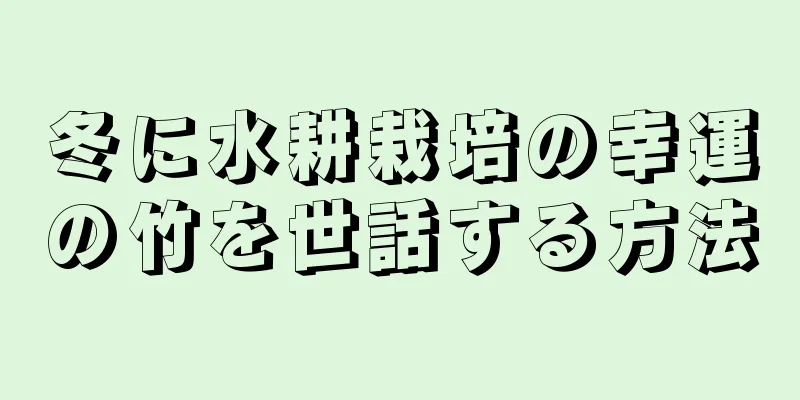 冬に水耕栽培の幸運の竹を世話する方法