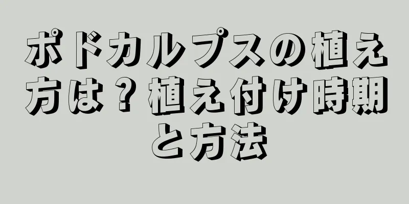 ポドカルプスの植え方は？植え付け時期と方法