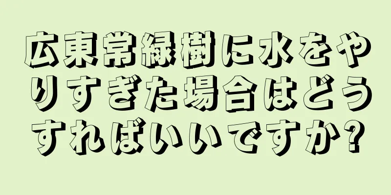 広東常緑樹に水をやりすぎた場合はどうすればいいですか?