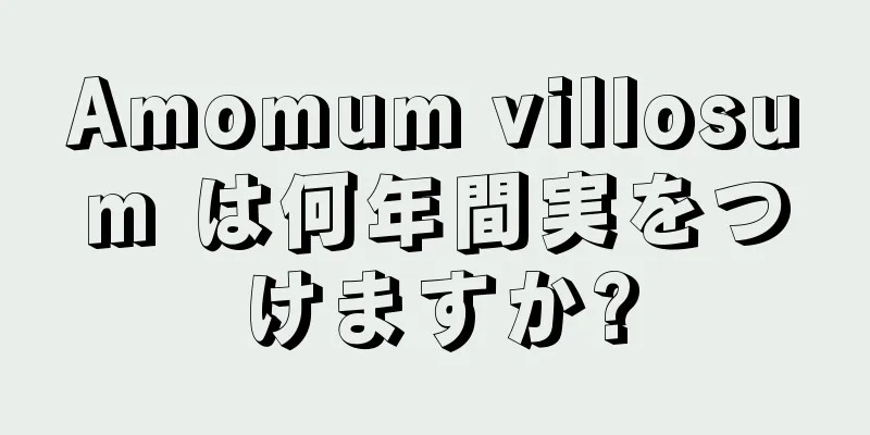 Amomum villosum は何年間実をつけますか?