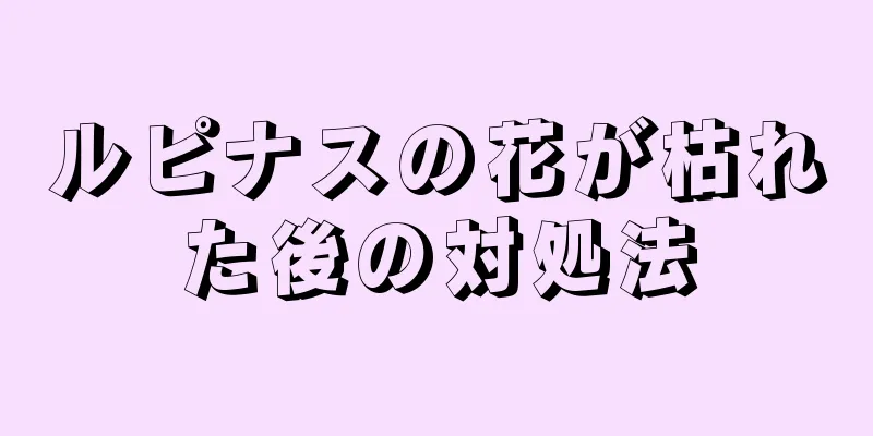ルピナスの花が枯れた後の対処法