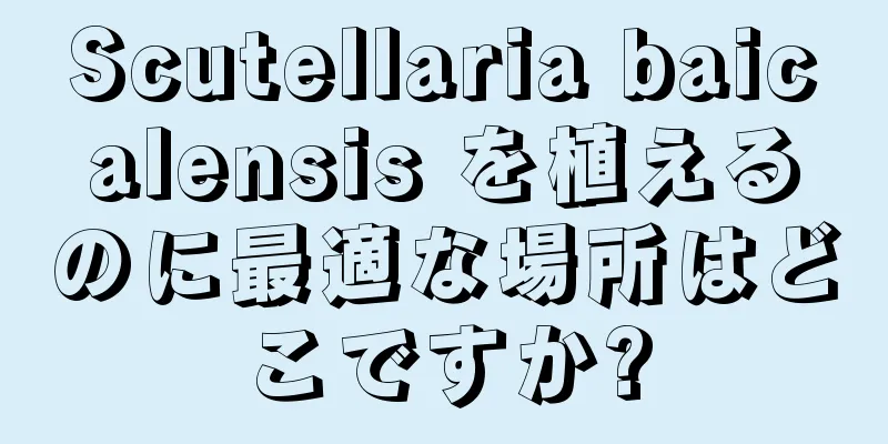 Scutellaria baicalensis を植えるのに最適な場所はどこですか?