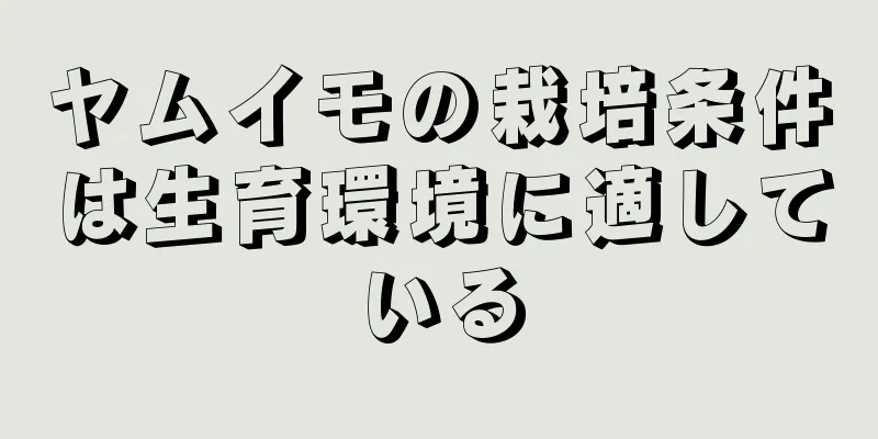 ヤムイモの栽培条件は生育環境に適している
