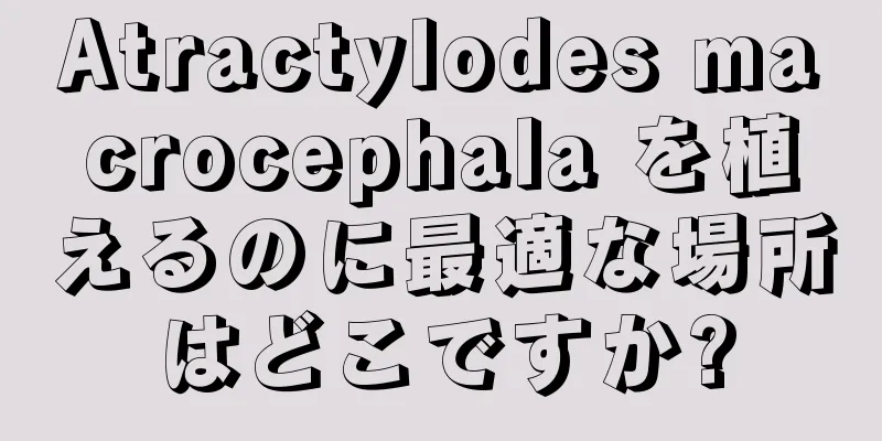 Atractylodes macrocephala を植えるのに最適な場所はどこですか?