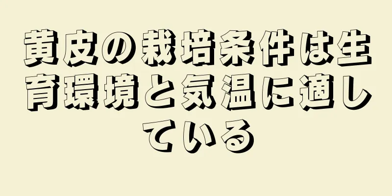 黄皮の栽培条件は生育環境と気温に適している