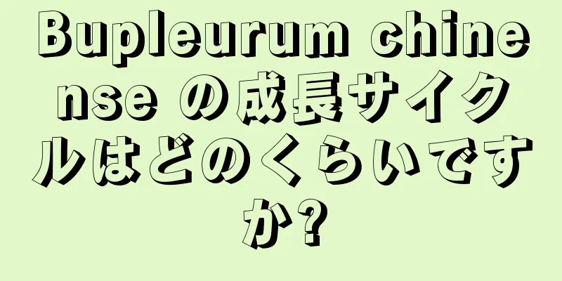 Bupleurum chinense の成長サイクルはどのくらいですか?