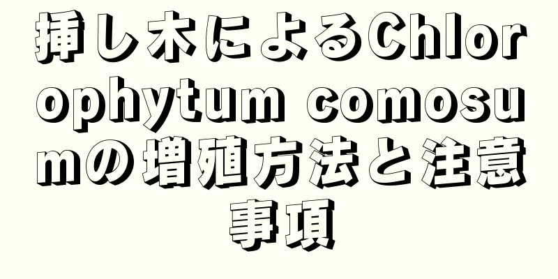 挿し木によるChlorophytum comosumの増殖方法と注意事項