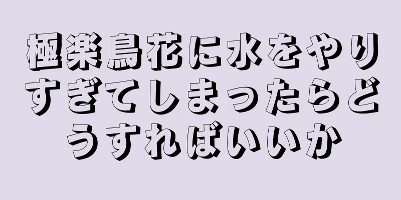 極楽鳥花に水をやりすぎてしまったらどうすればいいか