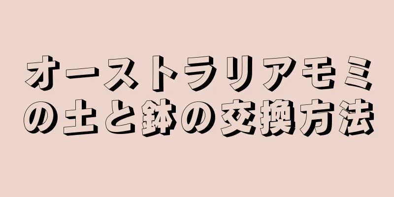 オーストラリアモミの土と鉢の交換方法