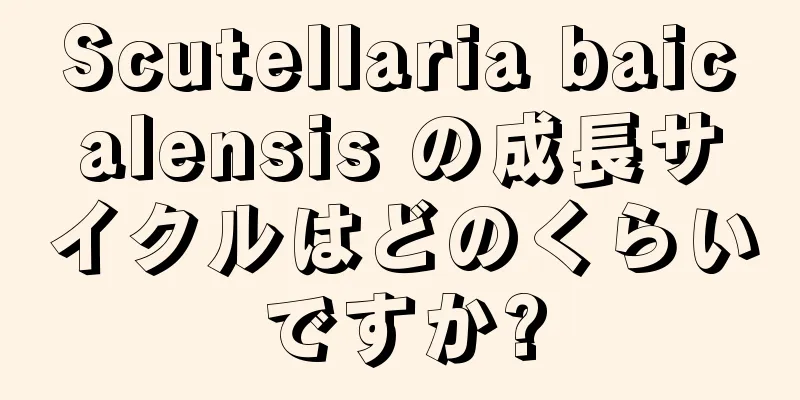 Scutellaria baicalensis の成長サイクルはどのくらいですか?