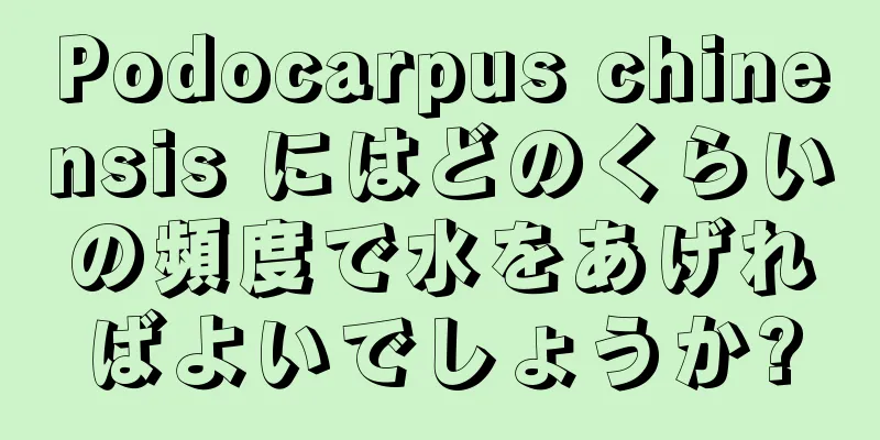 Podocarpus chinensis にはどのくらいの頻度で水をあげればよいでしょうか?