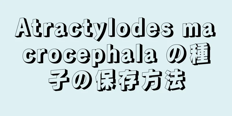 Atractylodes macrocephala の種子の保存方法