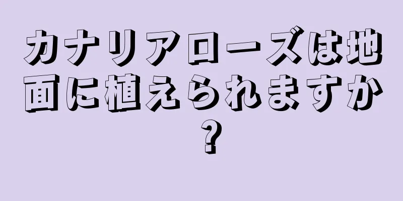 カナリアローズは地面に植えられますか？