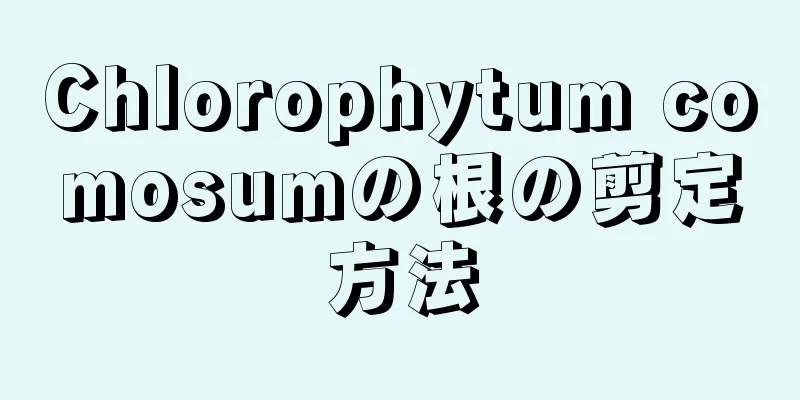 Chlorophytum comosumの根の剪定方法