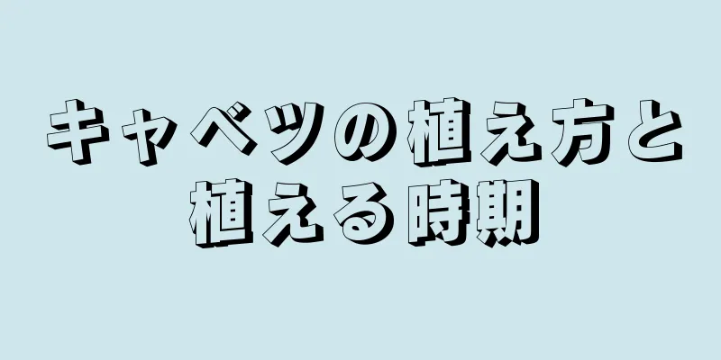 キャベツの植え方と植える時期
