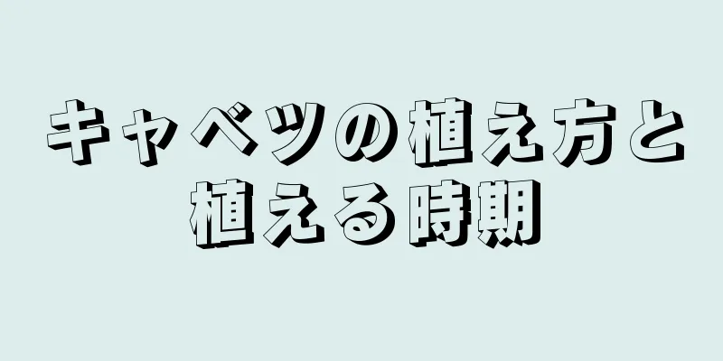 キャベツの植え方と植える時期