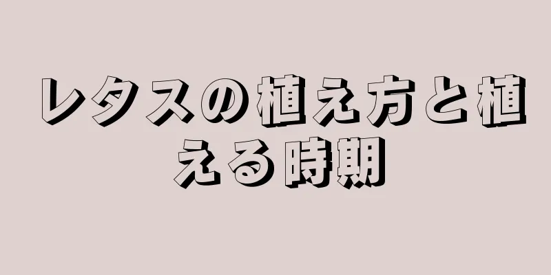 レタスの植え方と植える時期
