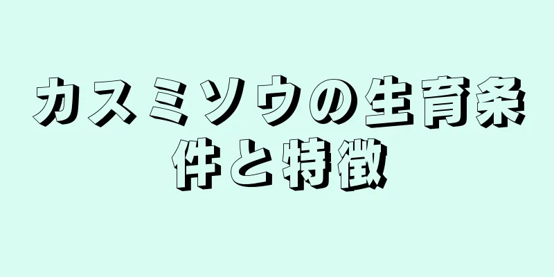 カスミソウの生育条件と特徴
