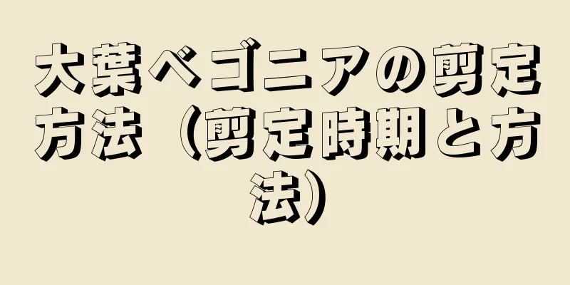 大葉ベゴニアの剪定方法（剪定時期と方法）