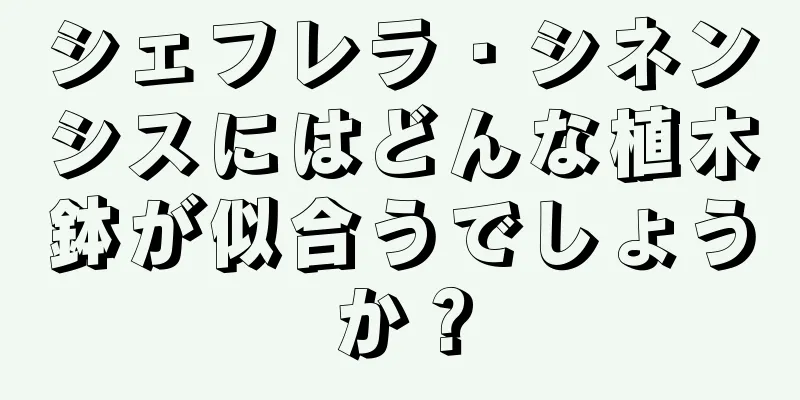 シェフレラ・シネンシスにはどんな植木鉢が似合うでしょうか？