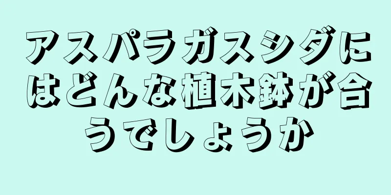 アスパラガスシダにはどんな植木鉢が合うでしょうか