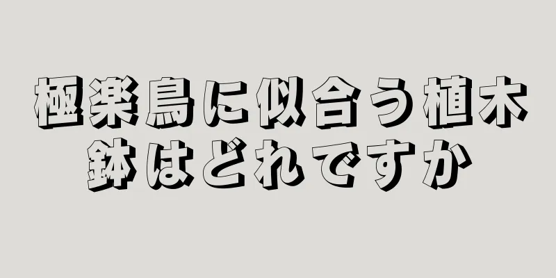 極楽鳥に似合う植木鉢はどれですか