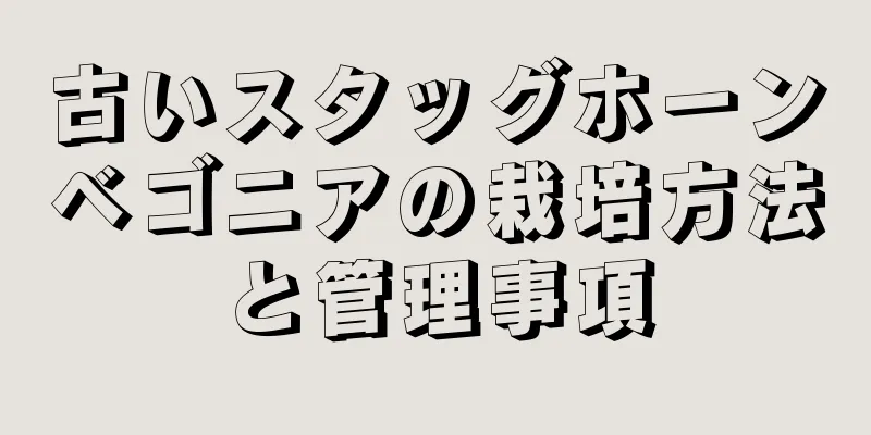 古いスタッグホーンベゴニアの栽培方法と管理事項
