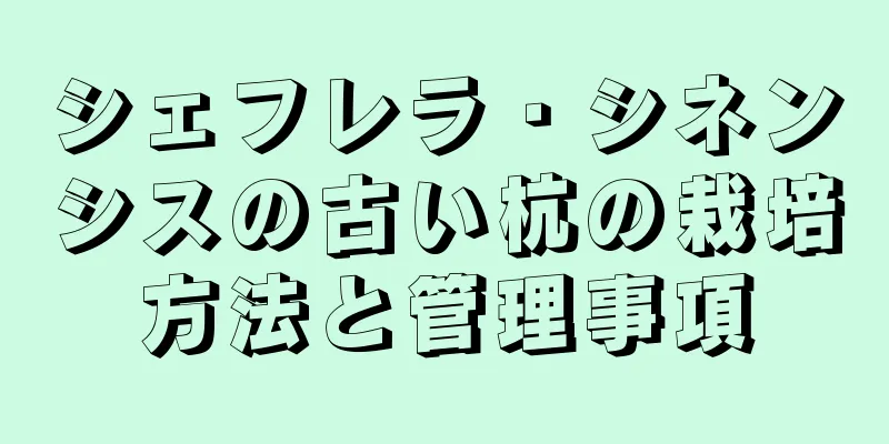シェフレラ・シネンシスの古い杭の栽培方法と管理事項