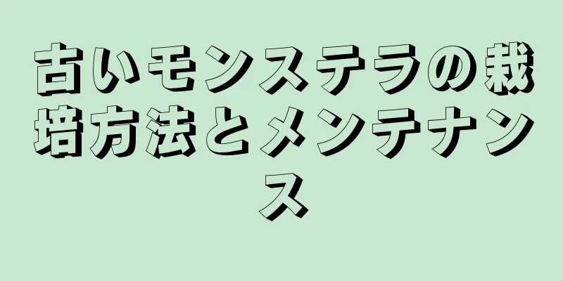 古いモンステラの栽培方法とメンテナンス