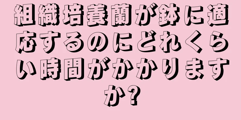 組織培養蘭が鉢に適応するのにどれくらい時間がかかりますか?